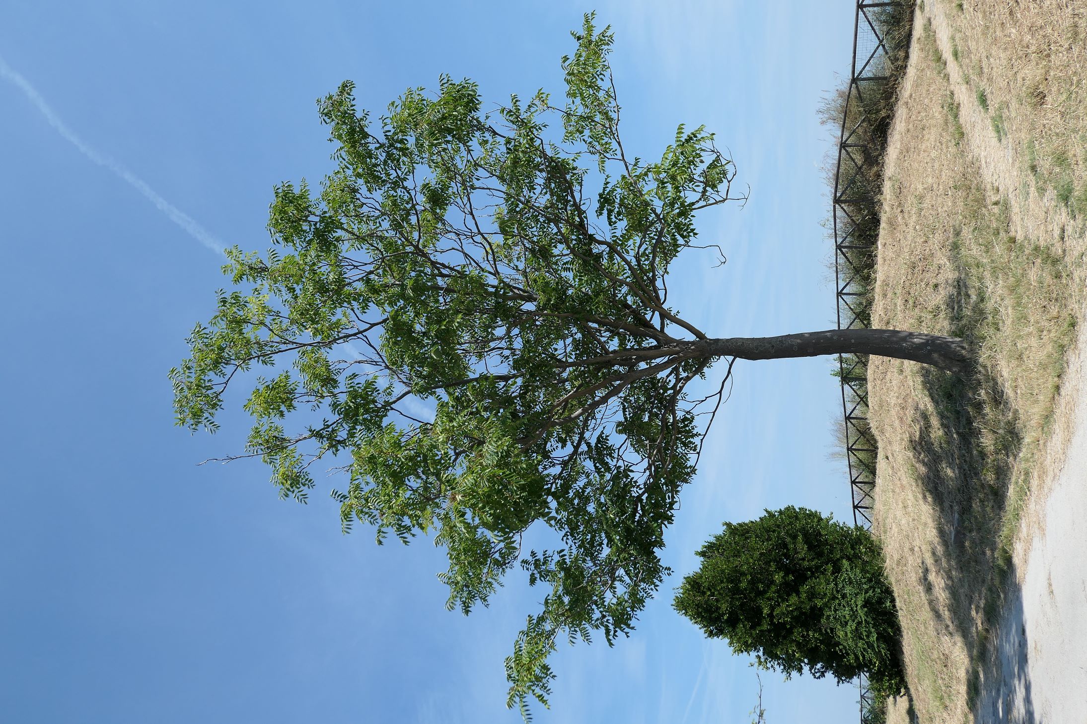 immagine Ailanthus altissima