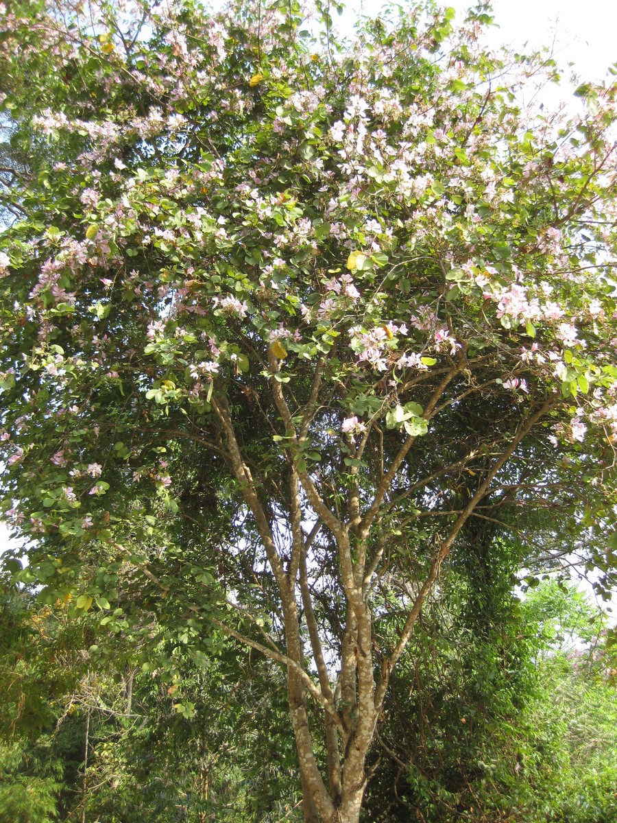 immagine Bauhinia purpurea