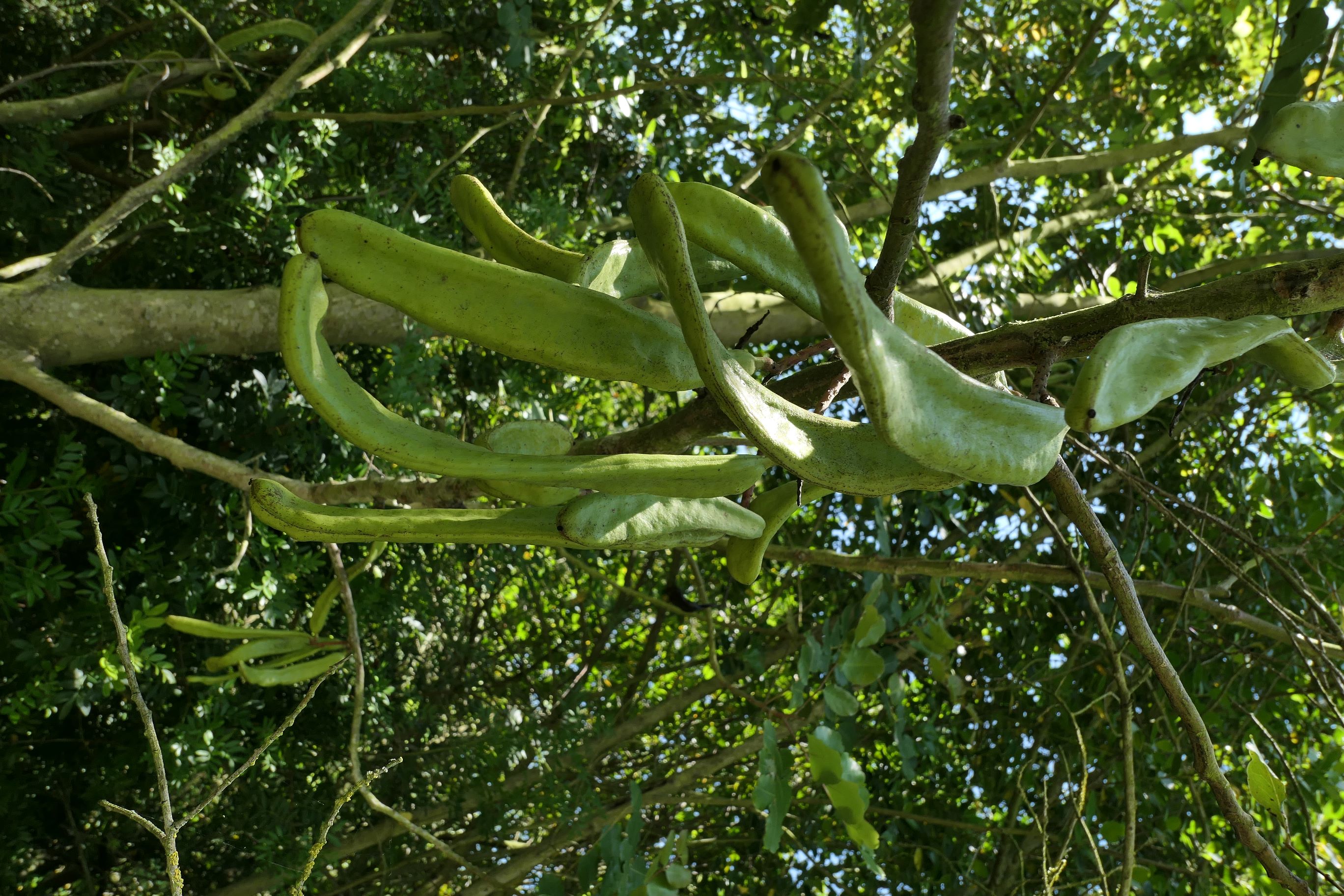 immagine Ceratonia siliqua
