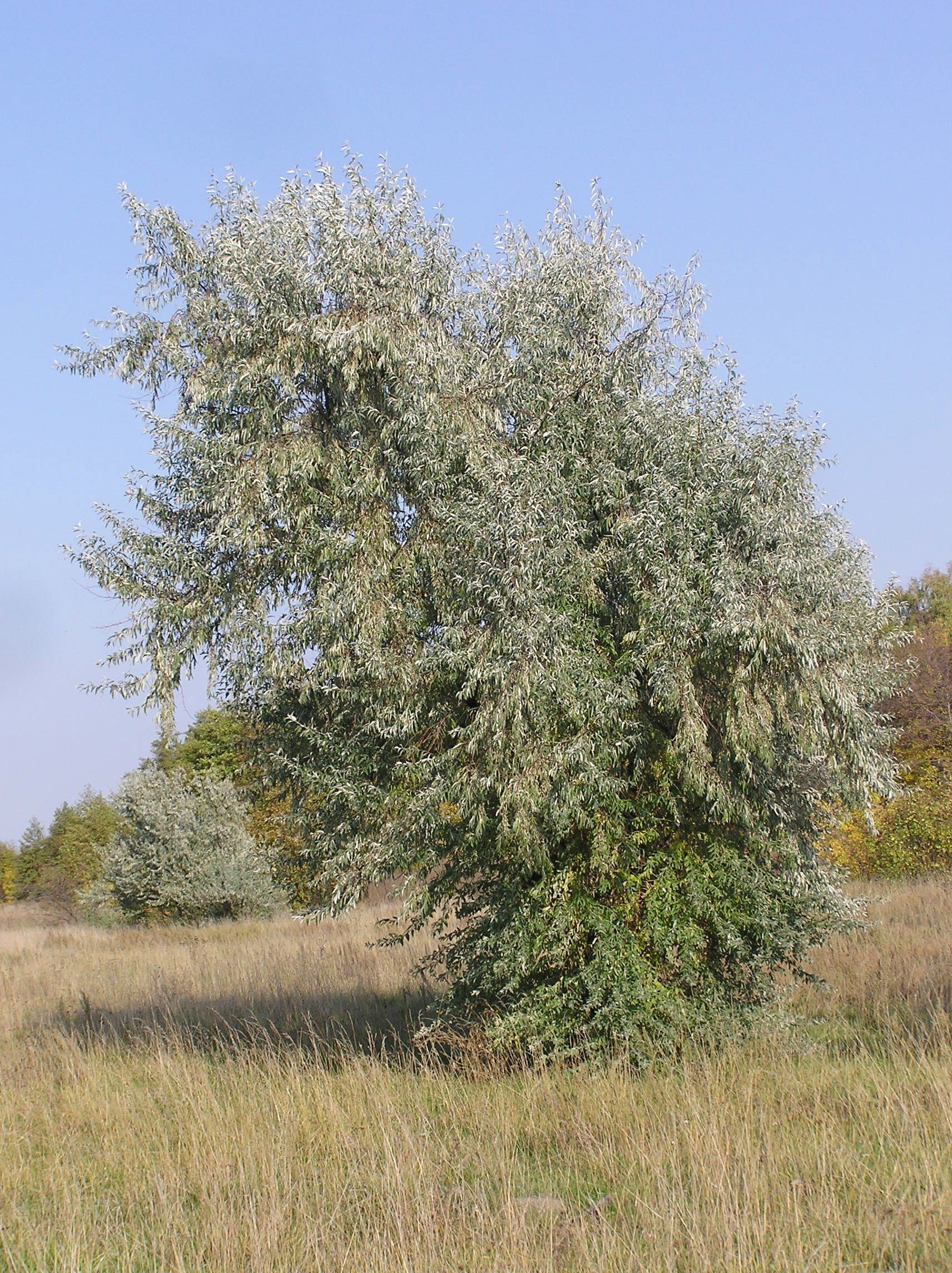immagine Elaeagnus angustifolia