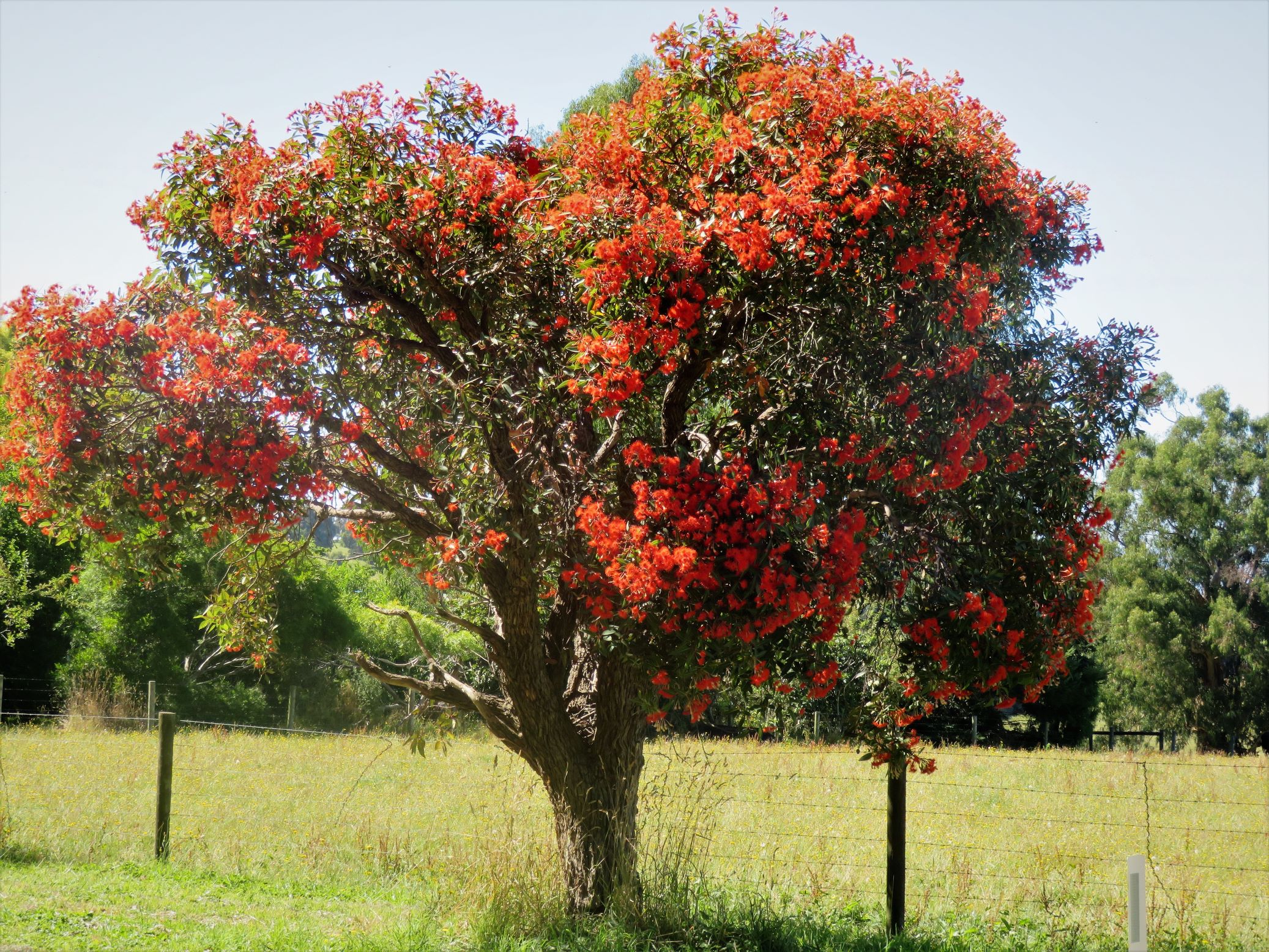 immagine Eucalyptus ficifolia