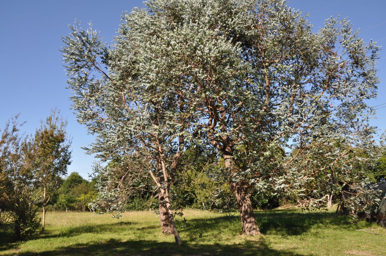 immagine Eucalyptus gunnii