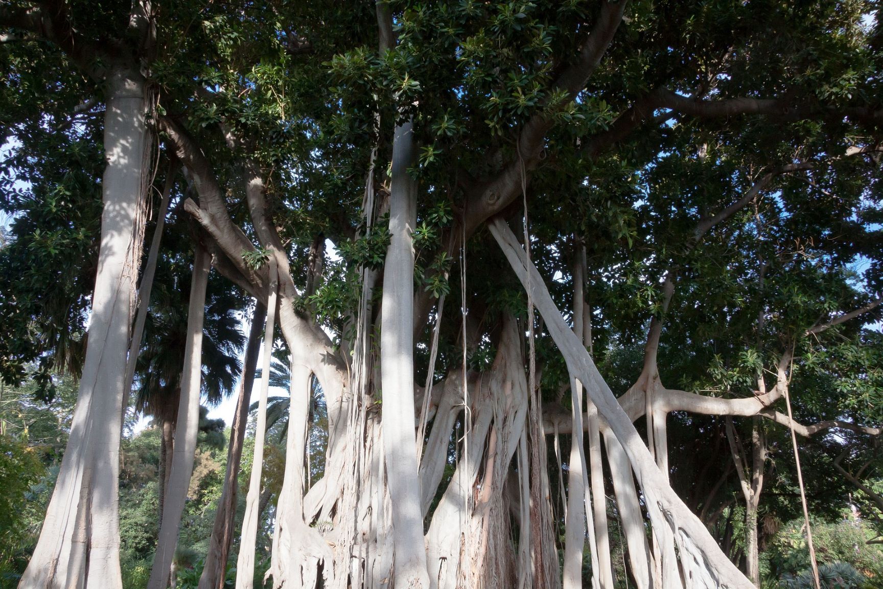 immagine Ficus macrophylla