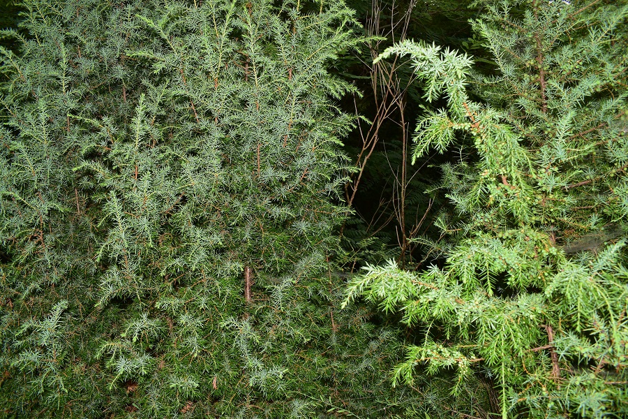 immagine Juniperus communis