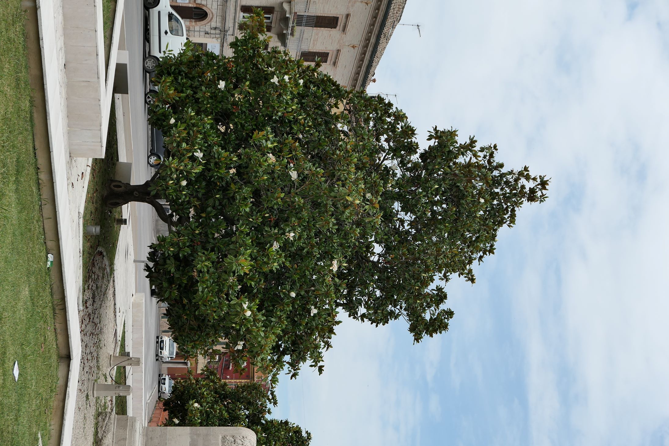 immagine Magnolia grandiflora