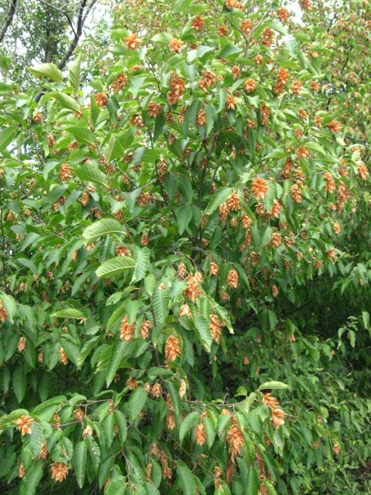 immagine Ostrya carpinifolia