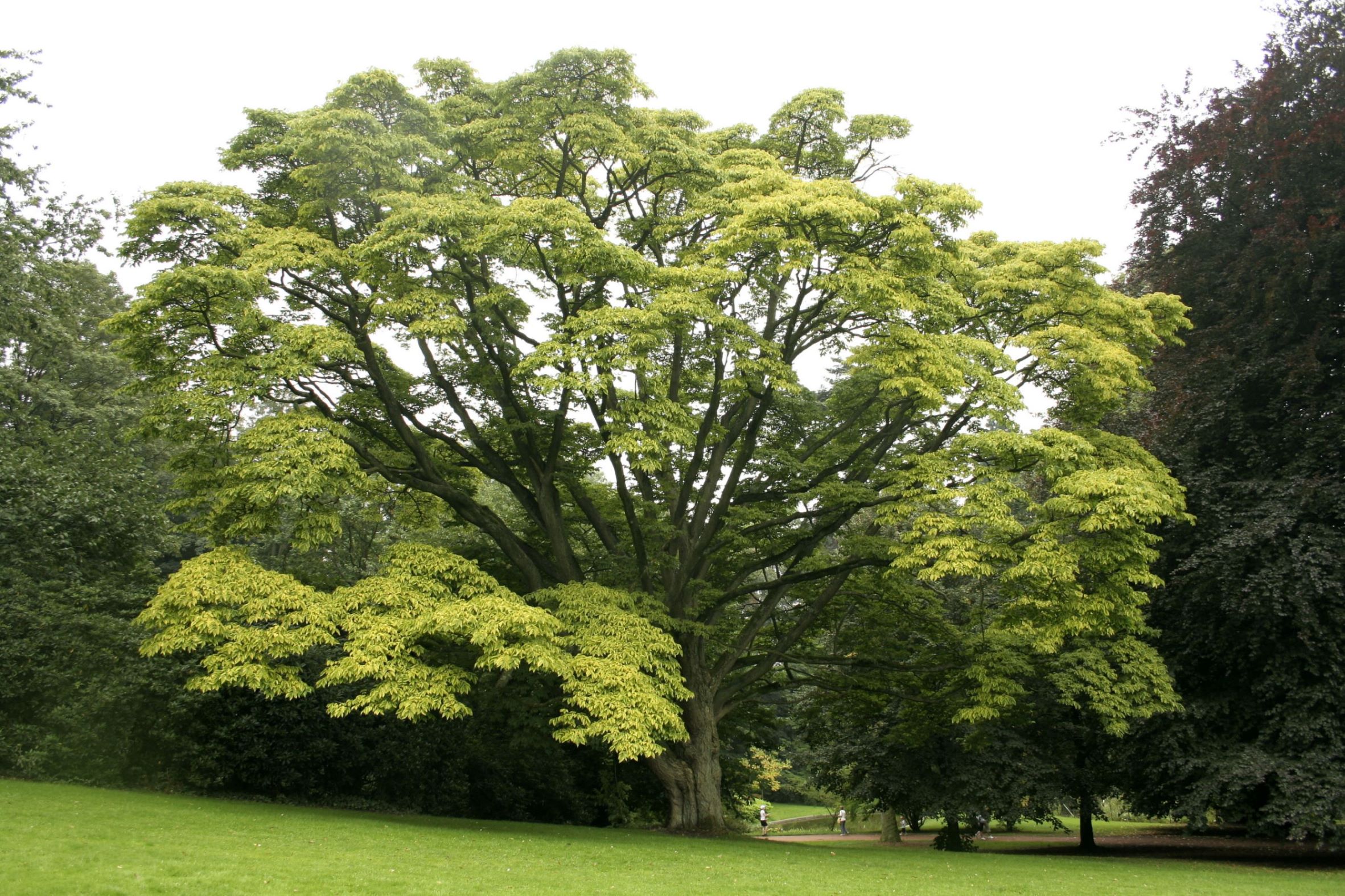immagine Phellodendron amurense