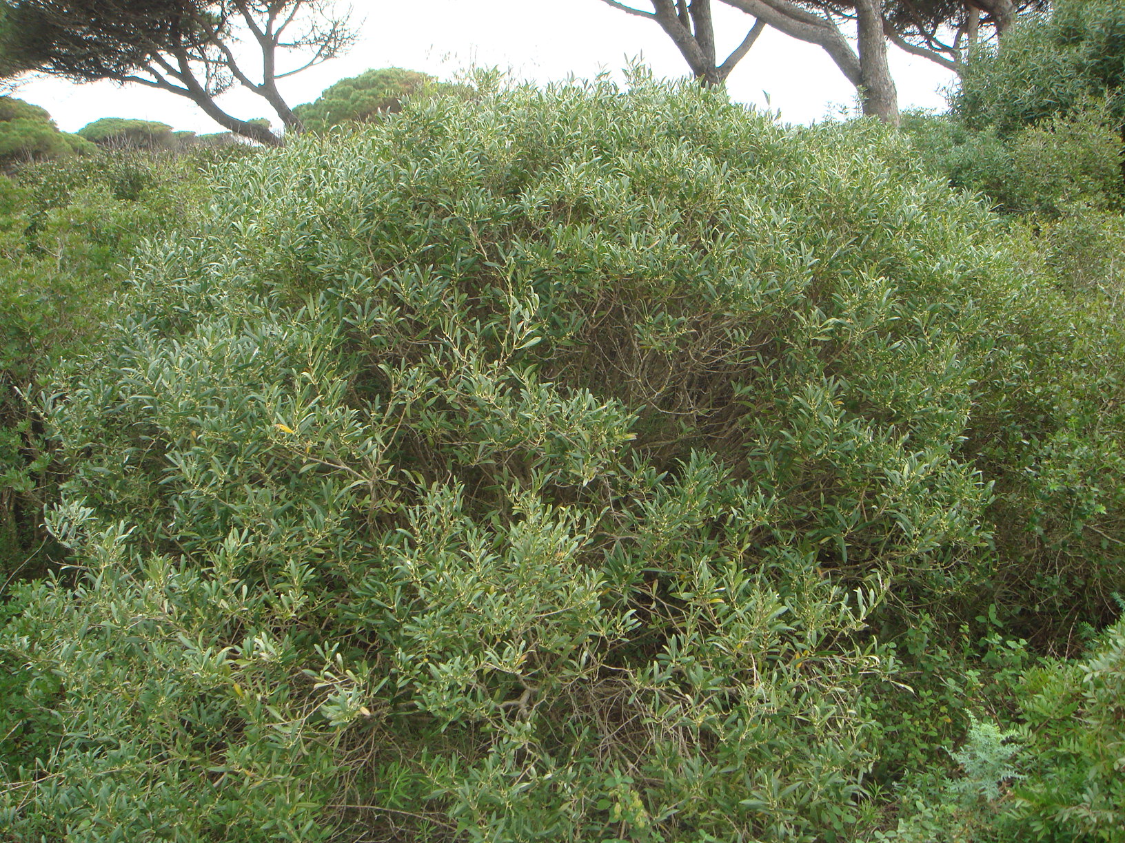 immagine Phillyrea angustifolia
