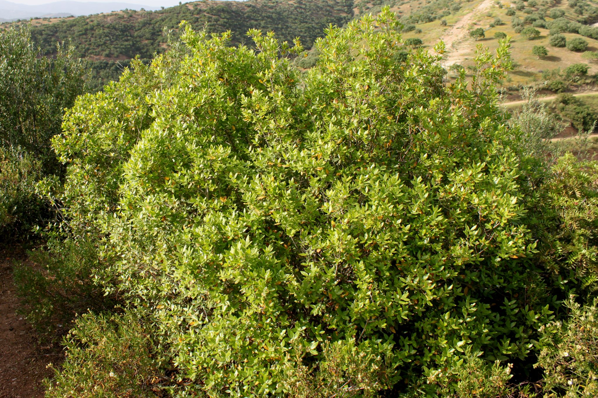 immagine Phillyrea latifolia