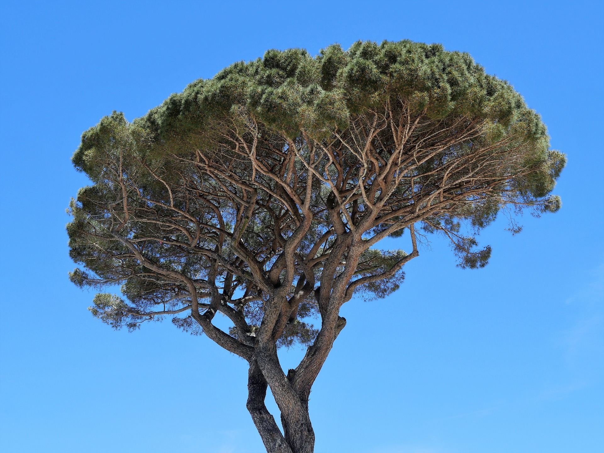 immagine Pinus Pinea
