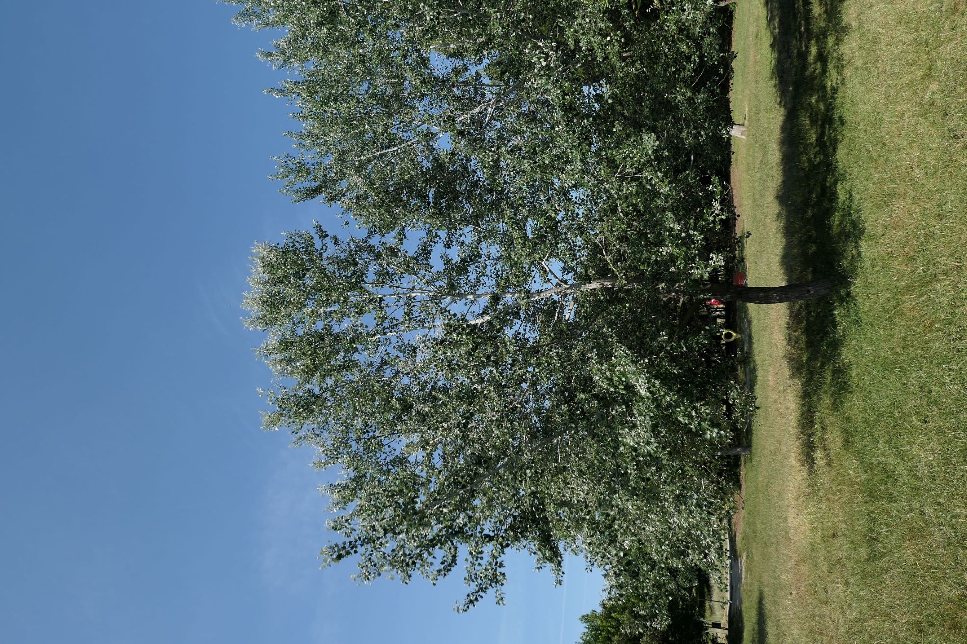 immagine Populus alba