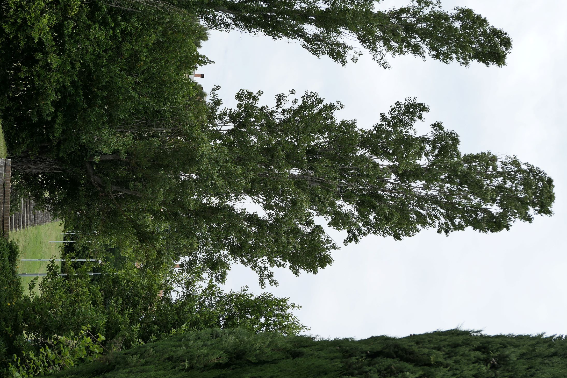 immagine Populus nigra