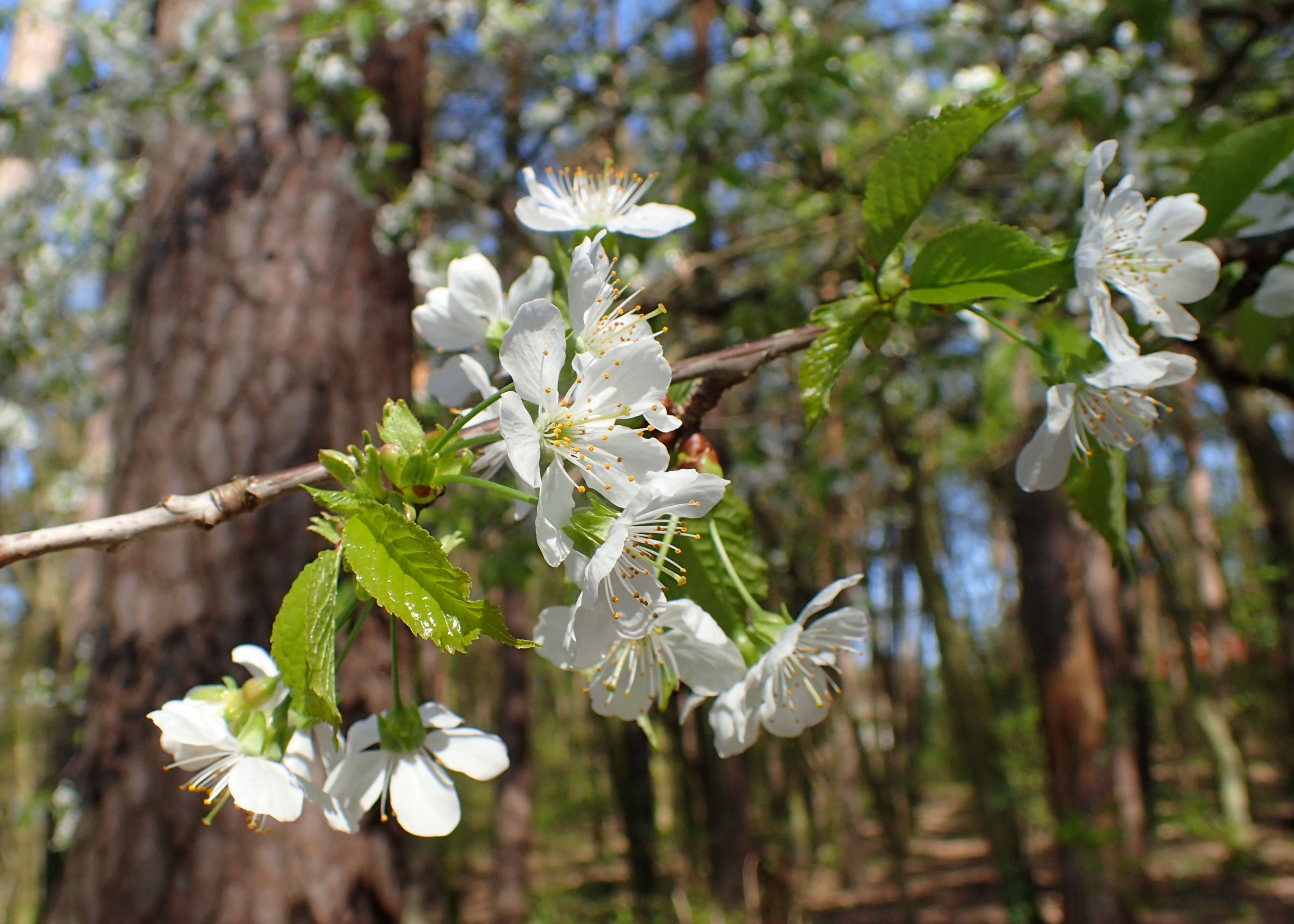 immagine Prunus avium