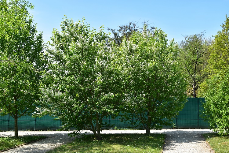 immagine Prunus padus