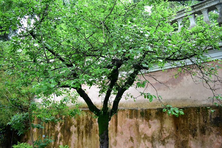 immagine Prunus spinosa