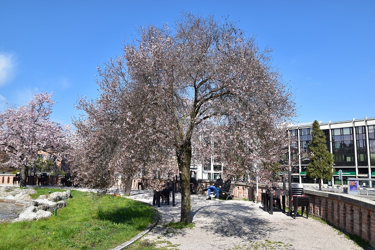 immagine Prunus subhirtella