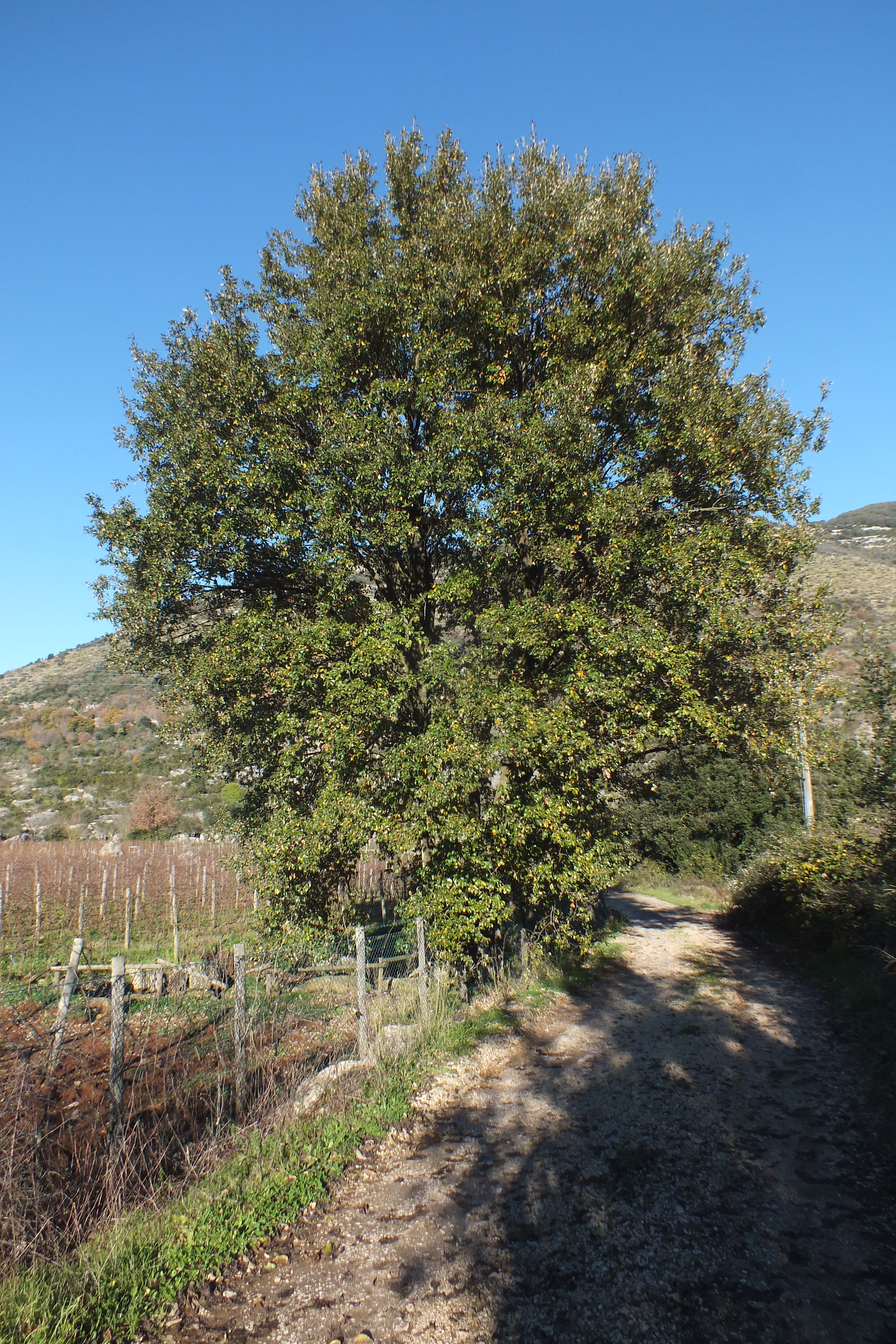 immagine Quercus crenata