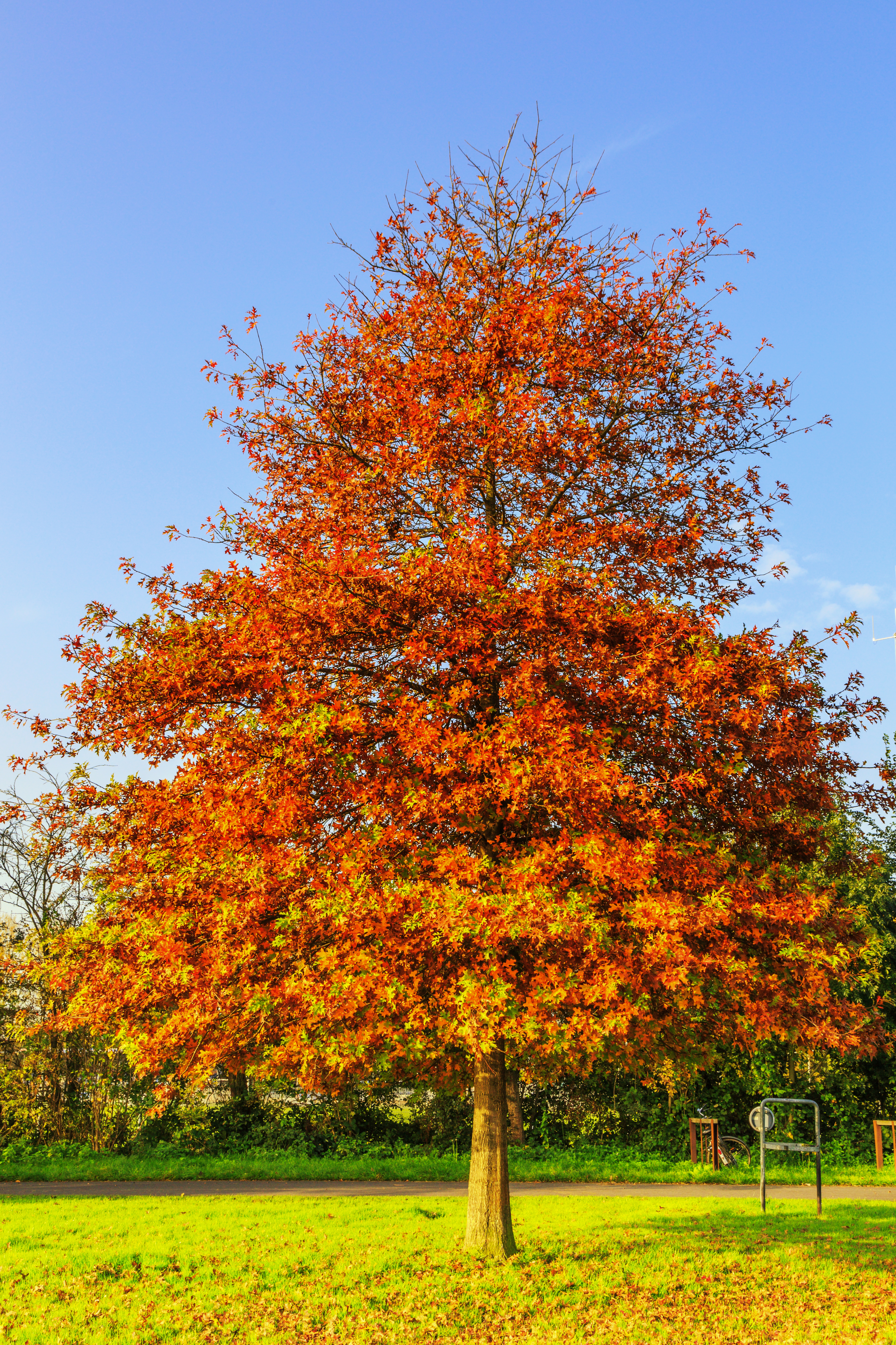 immagine Quercus palustris