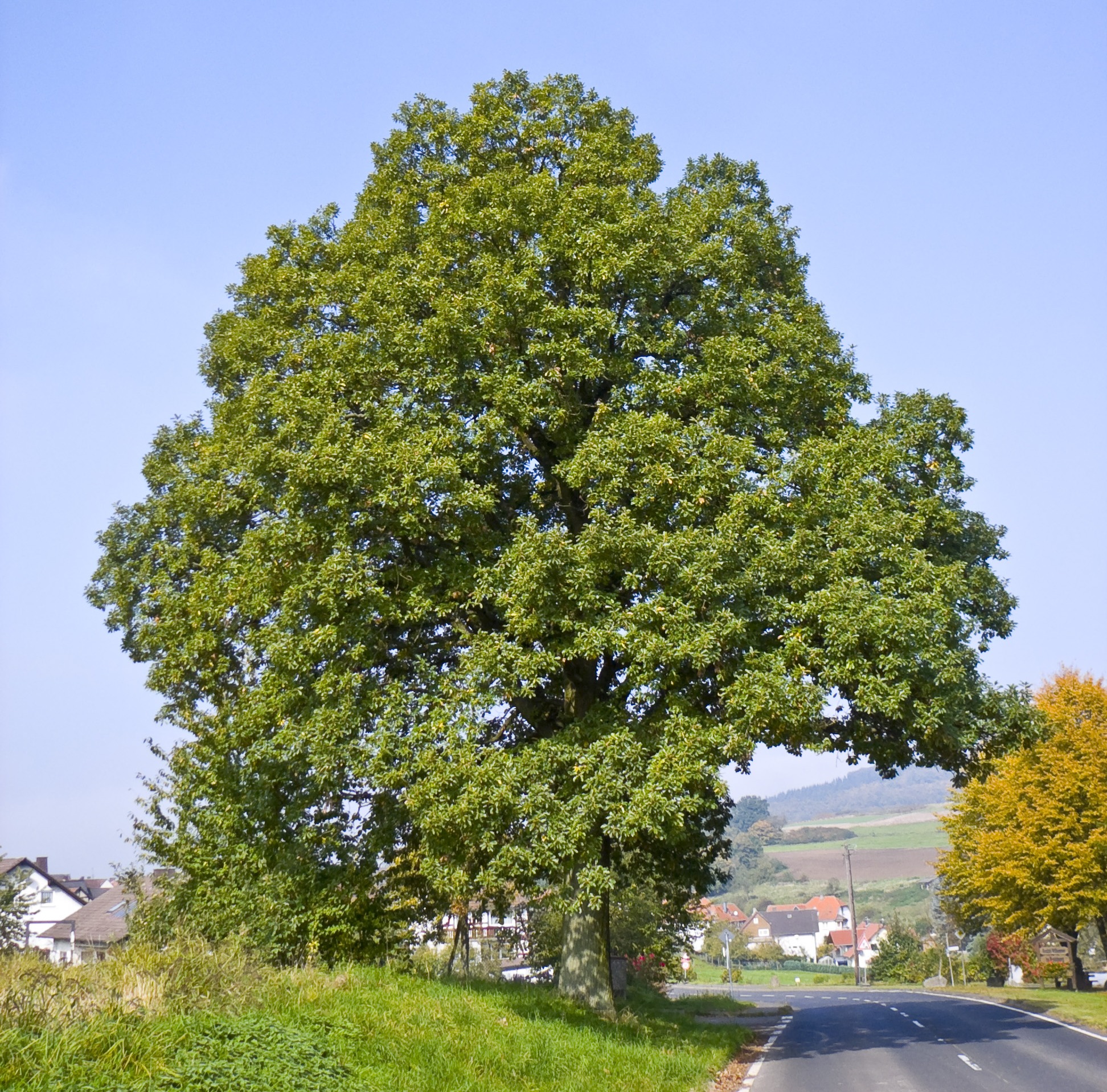 immagine Quercus petraea