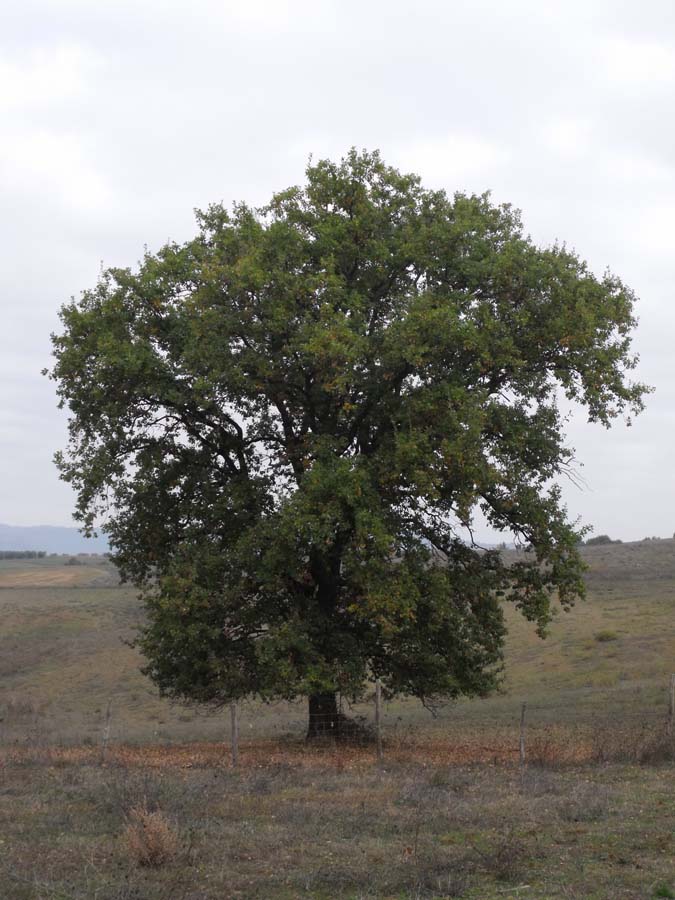 immagine Quercus pubescens