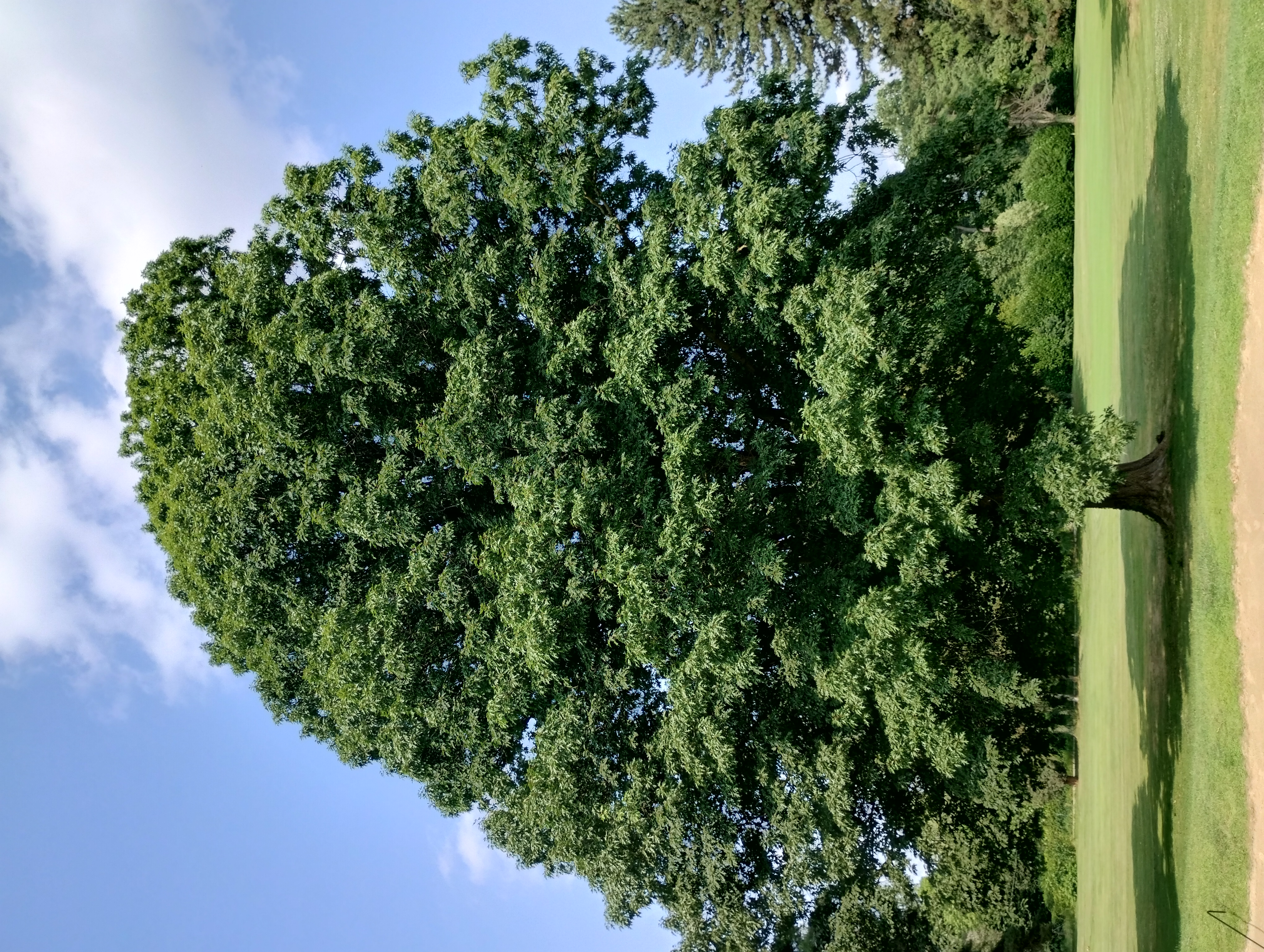 immagine Quercus rubra