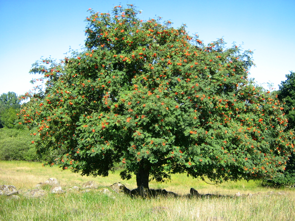 immagine Sorbus aucuparia