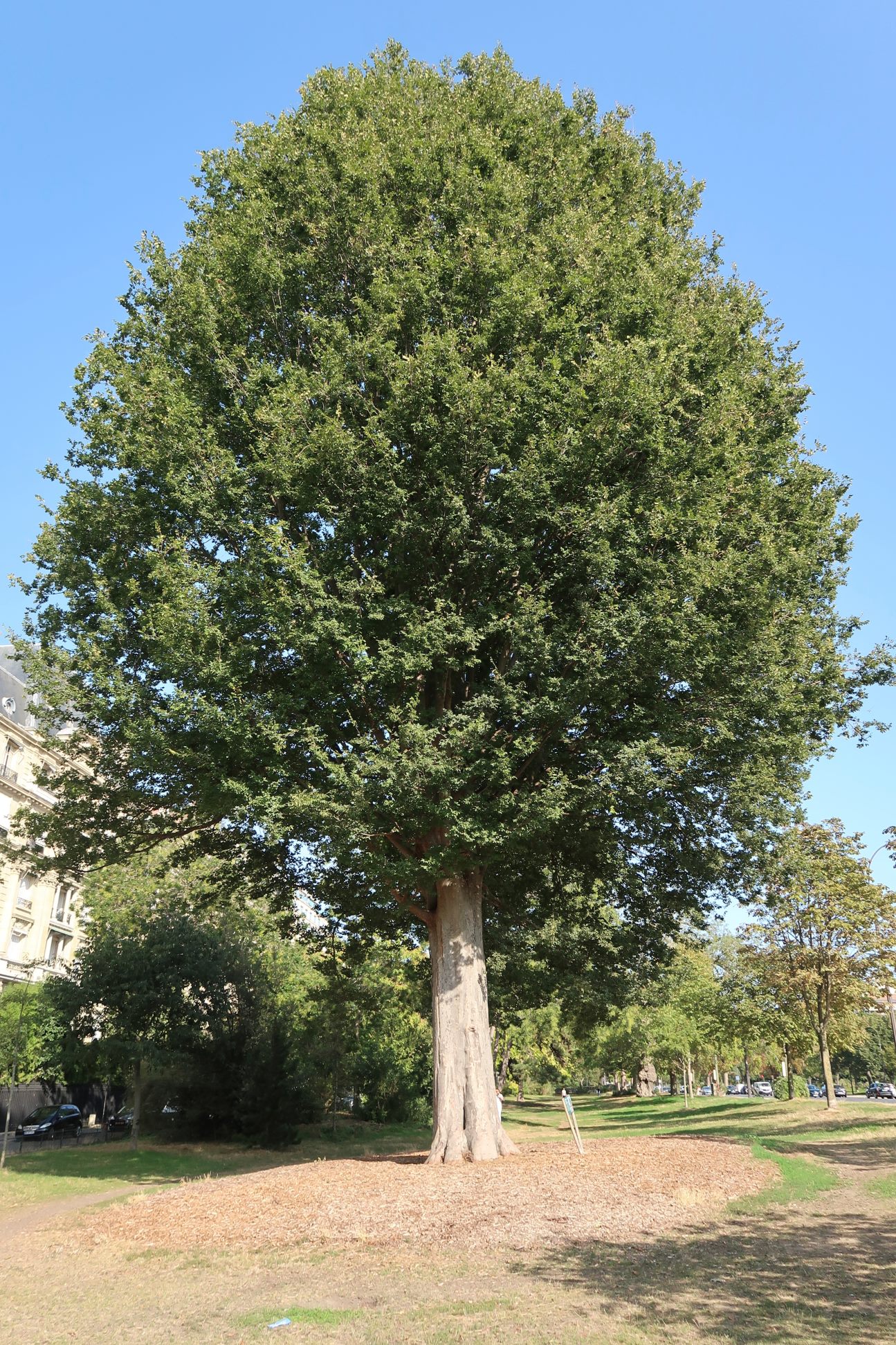 immagine Zelkova carpinifolia